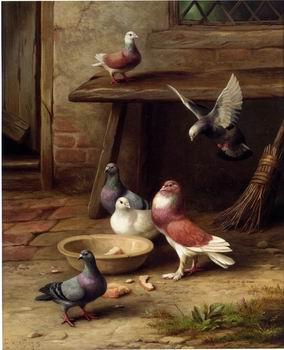 unknow artist Pigeons 194 Sweden oil painting art